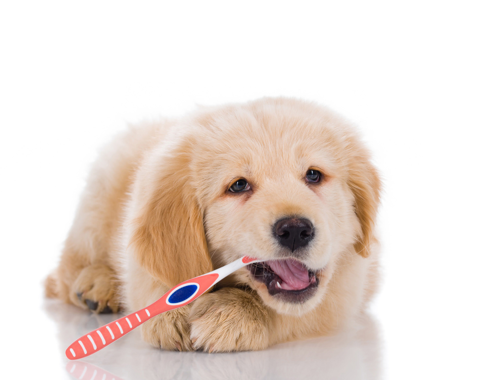 Golden retriever puppy brushing his teeth looking straight isolated on white background